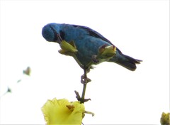 Dacnis cayana