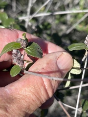 Ceanothus tomentosus