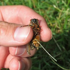 Magicicada septendecim