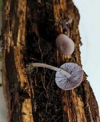 Baeospora myriadophylla