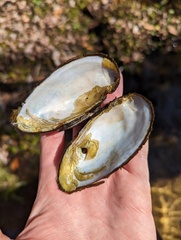 Unionoidea