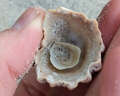 Crucibulum scutellatum