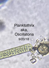 Planktothrix
