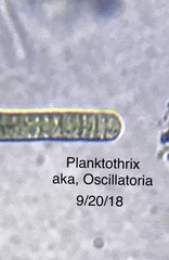 Planktothrix