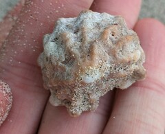 Crucibulum scutellatum