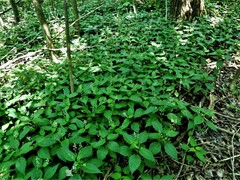 Circaea canadensis canadensis