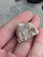Crucibulum scutellatum