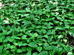 Circaea canadensis canadensis