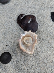 Crucibulum scutellatum