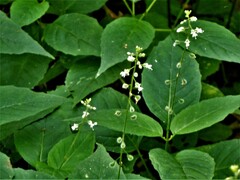 Circaea canadensis canadensis