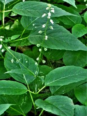 Circaea canadensis canadensis