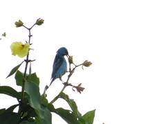 Dacnis cayana