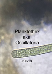 Planktothrix