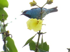 Dacnis cayana