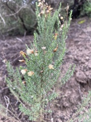 Ericameria ericoides