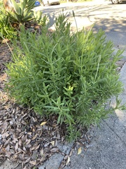 Lavandula dentata