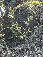 Diplacus aurantiacus