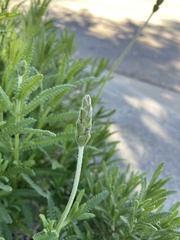 Lavandula dentata