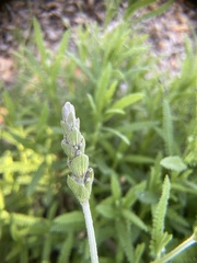 Lavandula dentata