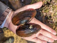 Unionoidea