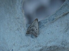 Hypenodes fractilinea