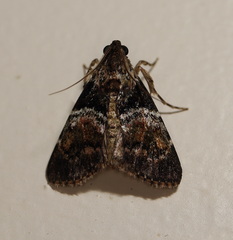 Orthaga atribasalis