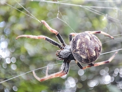 Araneus granadensis