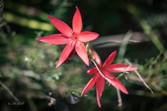 Hesperantha coccinea