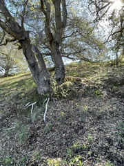 Diplacus aurantiacus