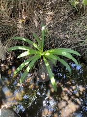 Amaryllidaceae