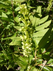 Platanthera flava