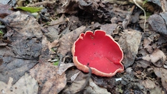 Sarcoscypha austriaca