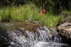 Hesperantha coccinea