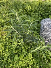 Salvia leucantha