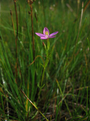 Centaurium littorale