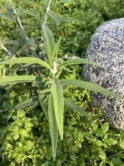 Salvia leucantha