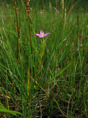 Centaurium littorale