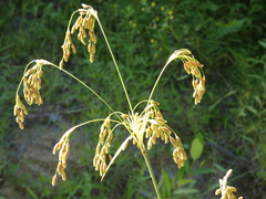 Scirpus pendulus