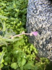 Salvia leucantha