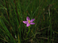 Centaurium littorale