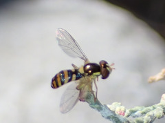 Sphaerophoria rueppellii