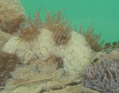 Aplidium turbinatum