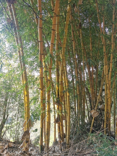 Bambusa vulgaris iNat (2)