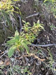 Diplacus aurantiacus