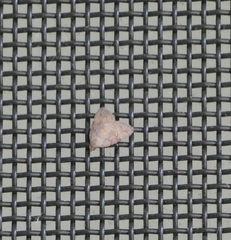 Tolpiodes oligolasia