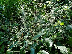 Circaea canadensis canadensis