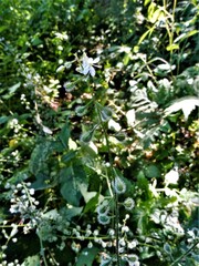 Circaea canadensis canadensis