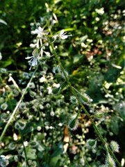 Circaea canadensis canadensis