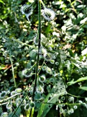 Circaea canadensis canadensis