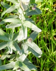 Rhopalomyia audibertiae